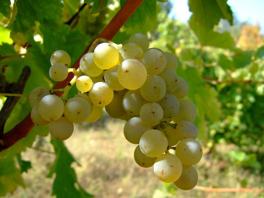 CENA A TEMA: ALLA SCOPERTA DEI GRANDI VINI DELLA LOIRA